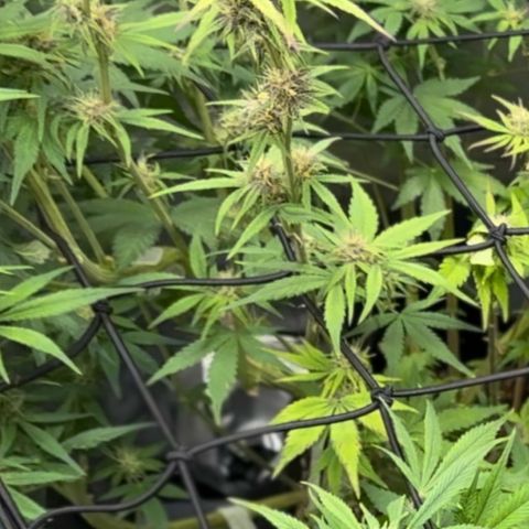 1st Grow growlog timeline photo
