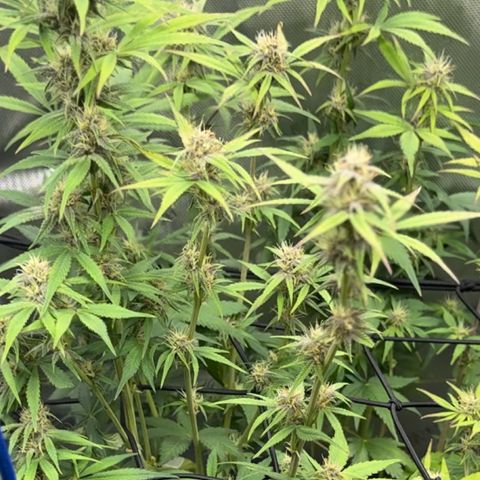 1st Grow growlog timeline photo