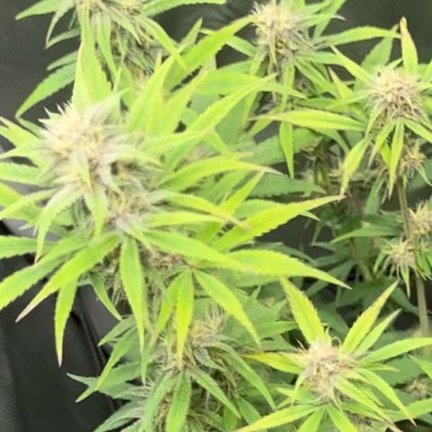 1st Grow growlog timeline photo
