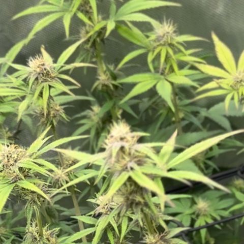 1st Grow growlog timeline photo