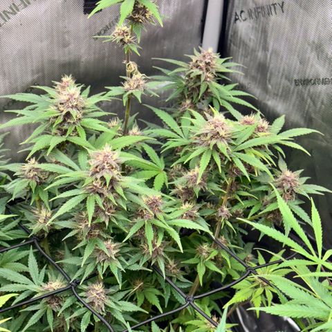 1st Grow growlog timeline photo