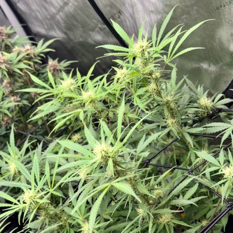 1st Grow growlog timeline photo