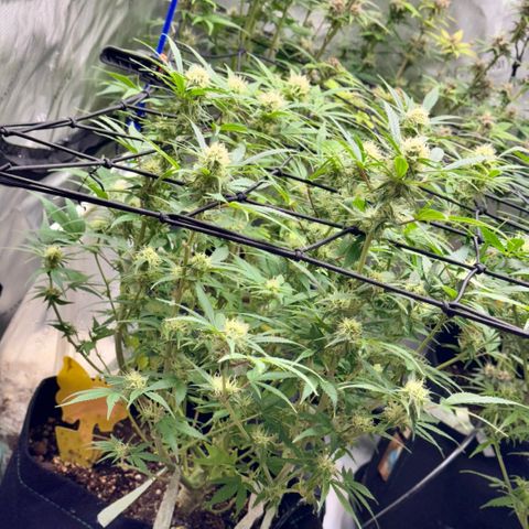 1st Grow growlog timeline photo
