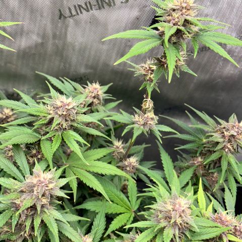 1st Grow growlog timeline photo