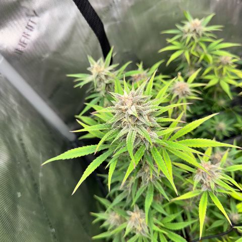 1st Grow growlog timeline photo