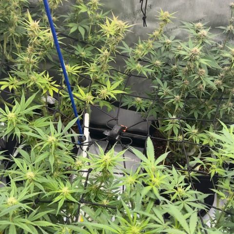 1st Grow growlog timeline photo