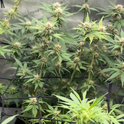 1st Grow growlog timeline photo