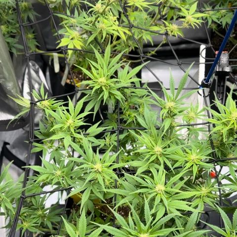 1st Grow growlog timeline photo