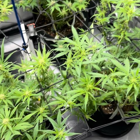1st Grow growlog timeline photo