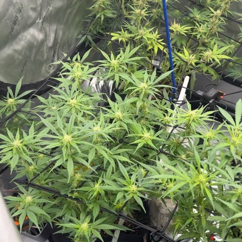1st Grow growlog timeline photo