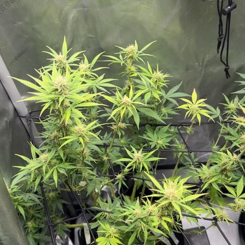1st Grow growlog timeline photo