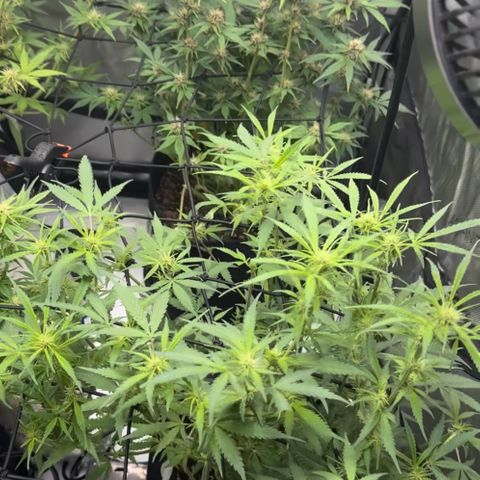 1st Grow growlog timeline photo