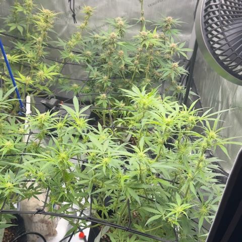 1st Grow growlog timeline photo