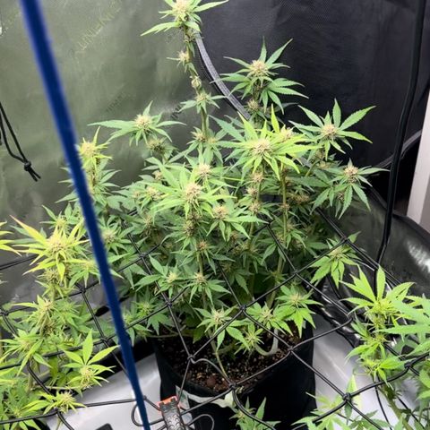 1st Grow growlog timeline photo