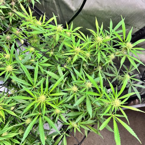 1st Grow growlog timeline photo