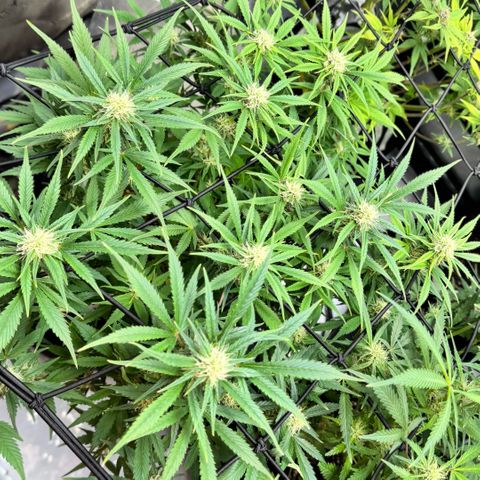 1st Grow growlog timeline photo