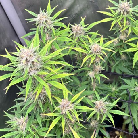 1st Grow growlog timeline photo