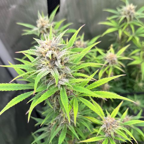 1st Grow growlog timeline photo