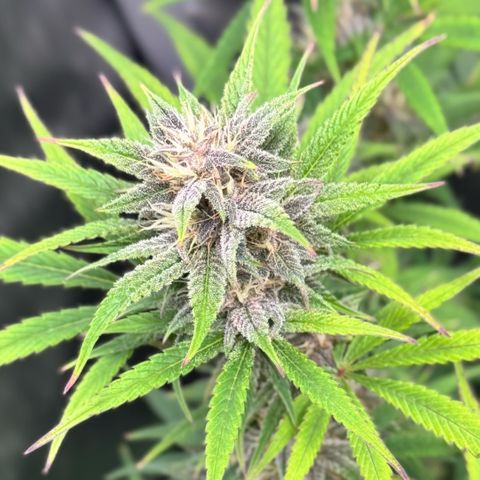 1st Grow growlog timeline photo