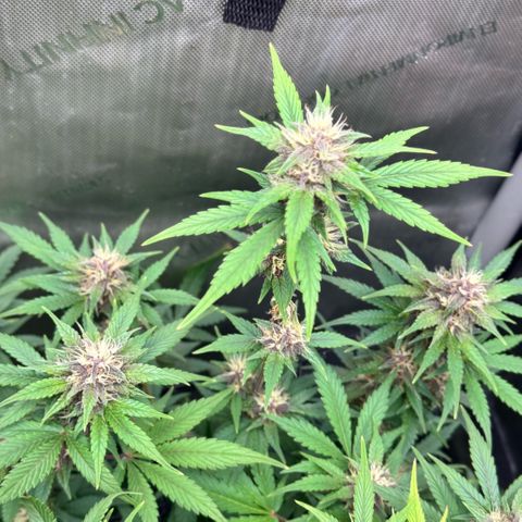 1st Grow growlog timeline photo