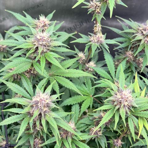 1st Grow growlog timeline photo