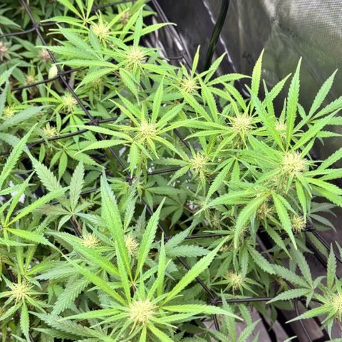 1st Grow growlog timeline photo