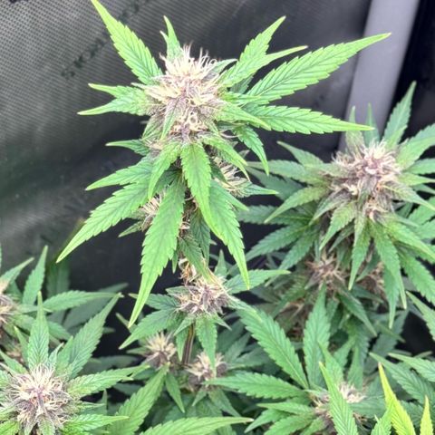 1st Grow growlog timeline photo