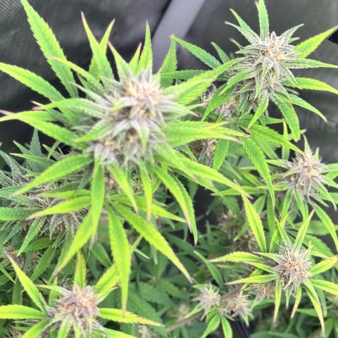 1st Grow growlog timeline photo