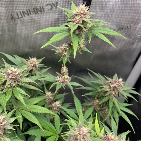 1st Grow growlog timeline photo