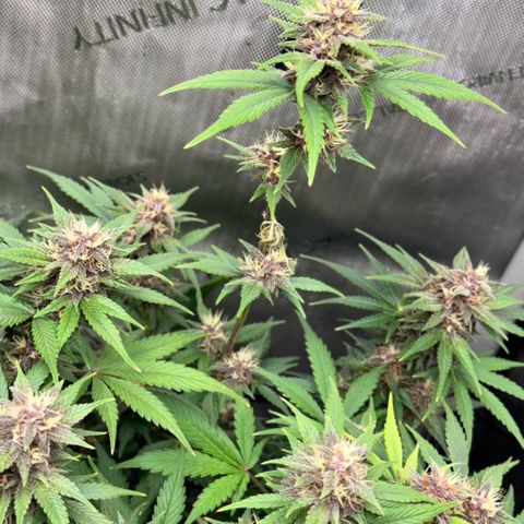 1st Grow growlog timeline photo