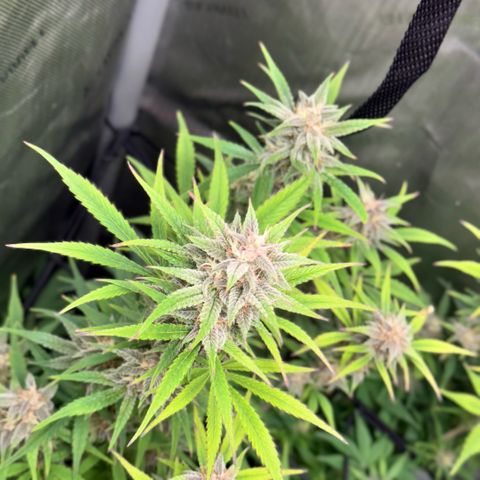 1st Grow growlog timeline photo
