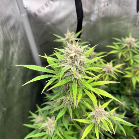 1st Grow growlog timeline photo