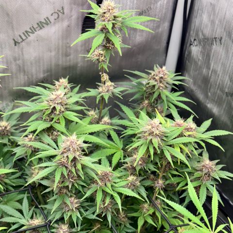 1st Grow growlog timeline photo