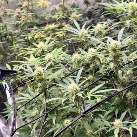 1st Grow growlog timeline photo