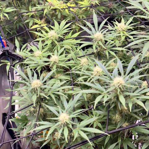 1st Grow growlog timeline photo