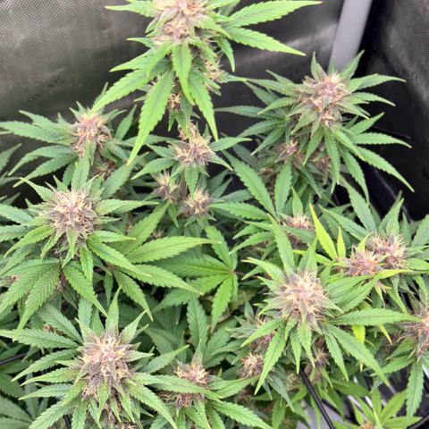 1st Grow growlog timeline photo