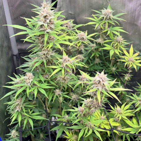1st Grow growlog timeline photo