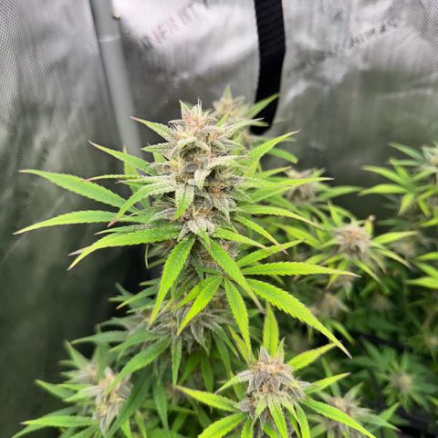 1st Grow growlog timeline photo
