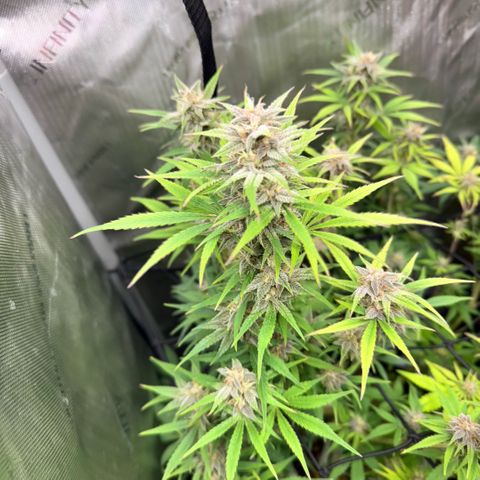 1st Grow growlog timeline photo