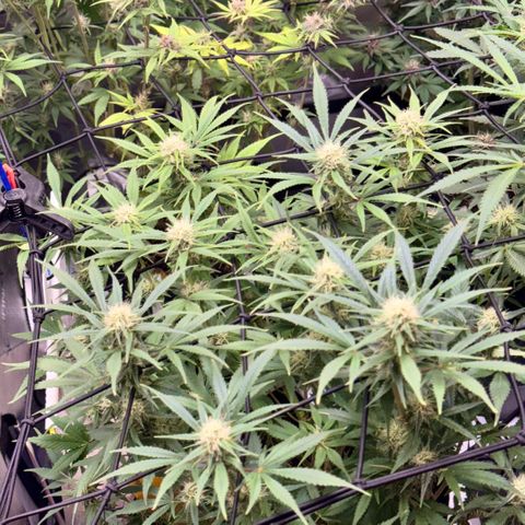 1st Grow growlog timeline photo
