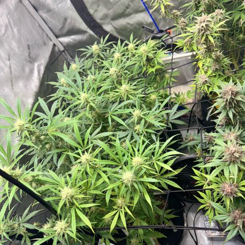 1st Grow growlog timeline photo