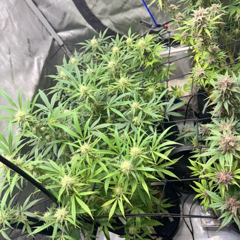 1st Grow growlog timeline photo