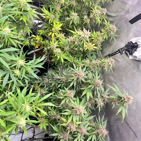 1st Grow growlog timeline photo