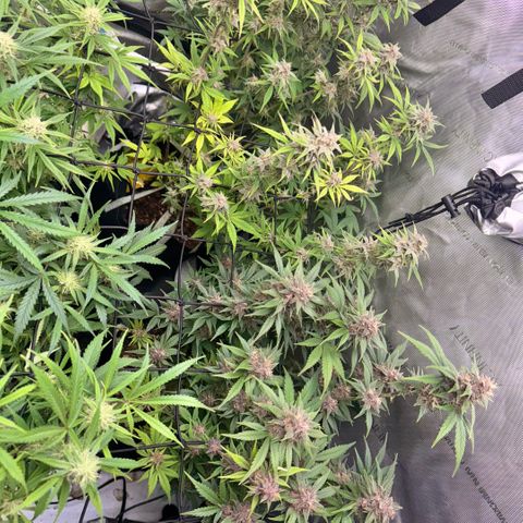 1st Grow growlog timeline photo