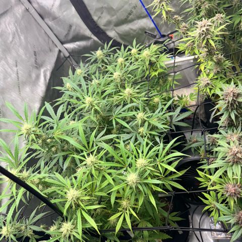 1st Grow growlog timeline photo