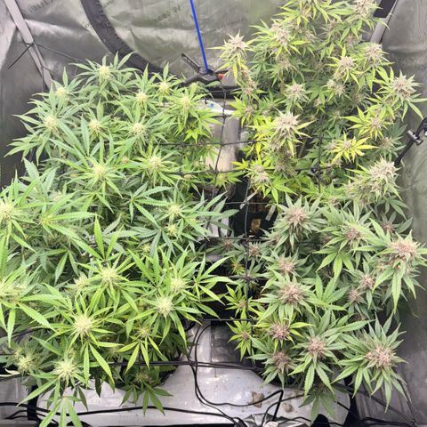 1st Grow growlog timeline photo