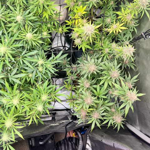 1st Grow growlog timeline photo