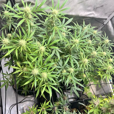 1st Grow growlog timeline photo