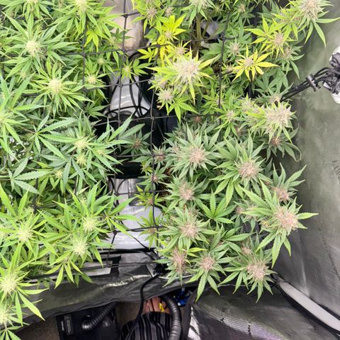 1st Grow growlog timeline photo