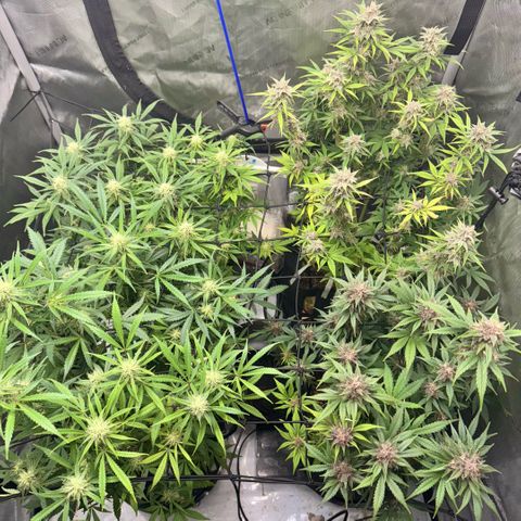 1st Grow growlog timeline photo